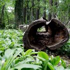 Im Lainzer Tiergarten Bärlauch