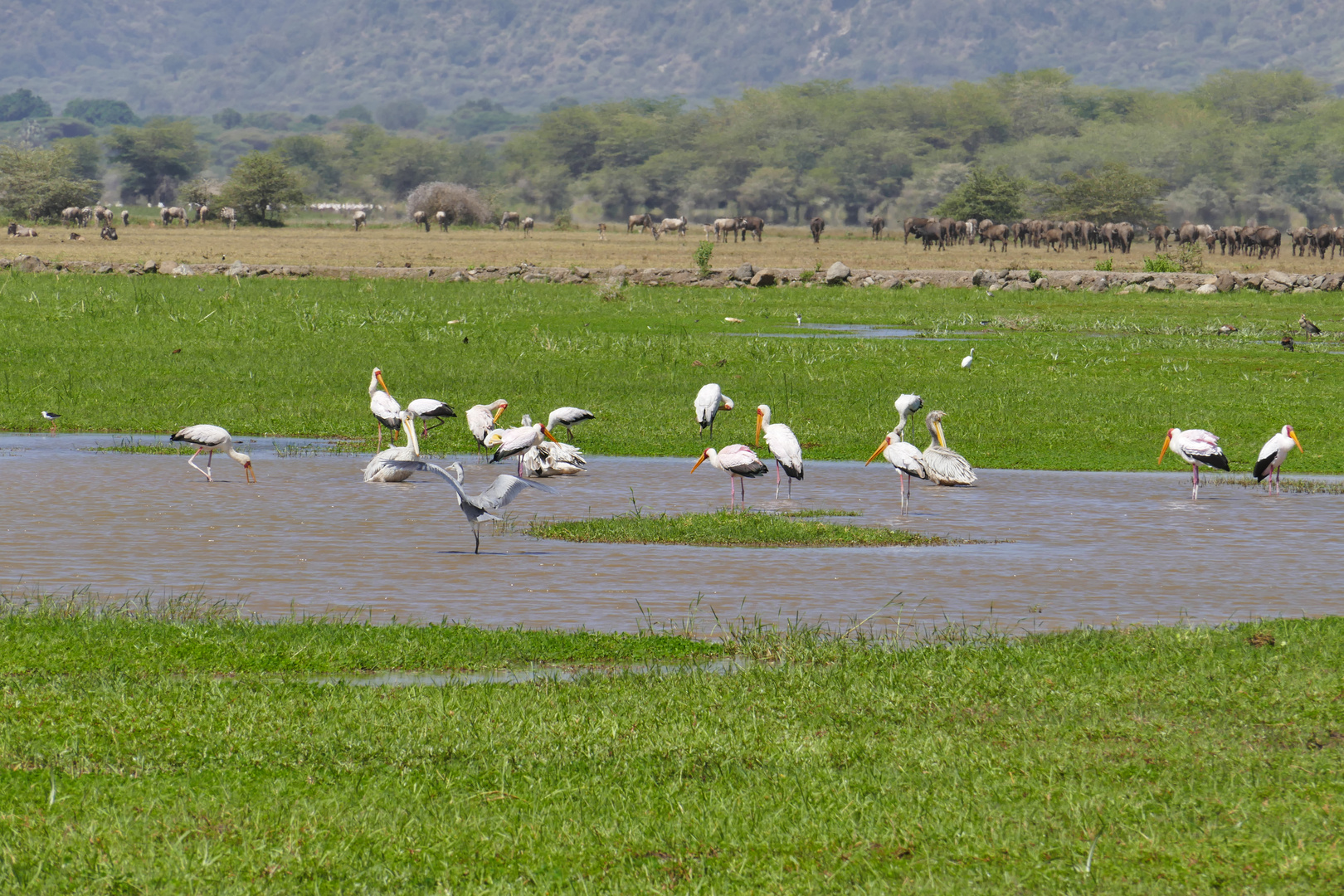 ...im Lake Manyara Nationalpark...