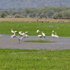 ...im Lake Manyara Nationalpark...