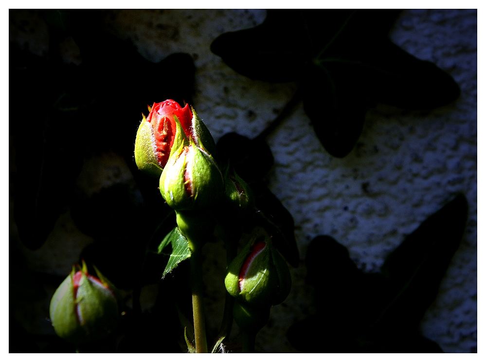 Im Land der aufgehenden Rosen