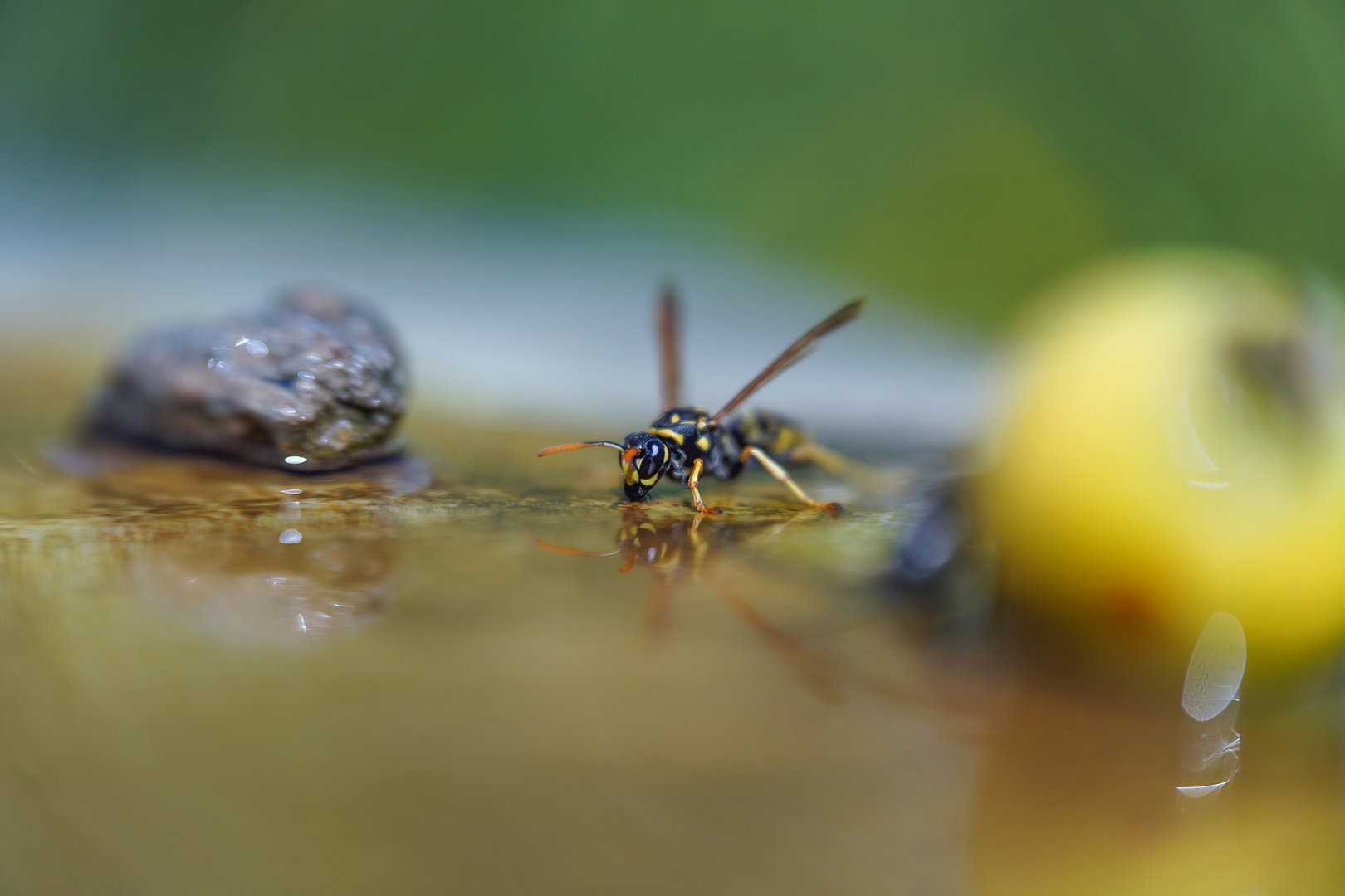 Im Land der Bienen, sie traut sich.