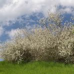 Im Land der blühenden Schlehen