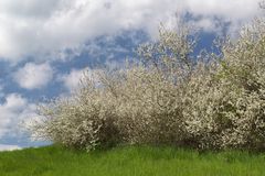 Im Land der blühenden Schlehen