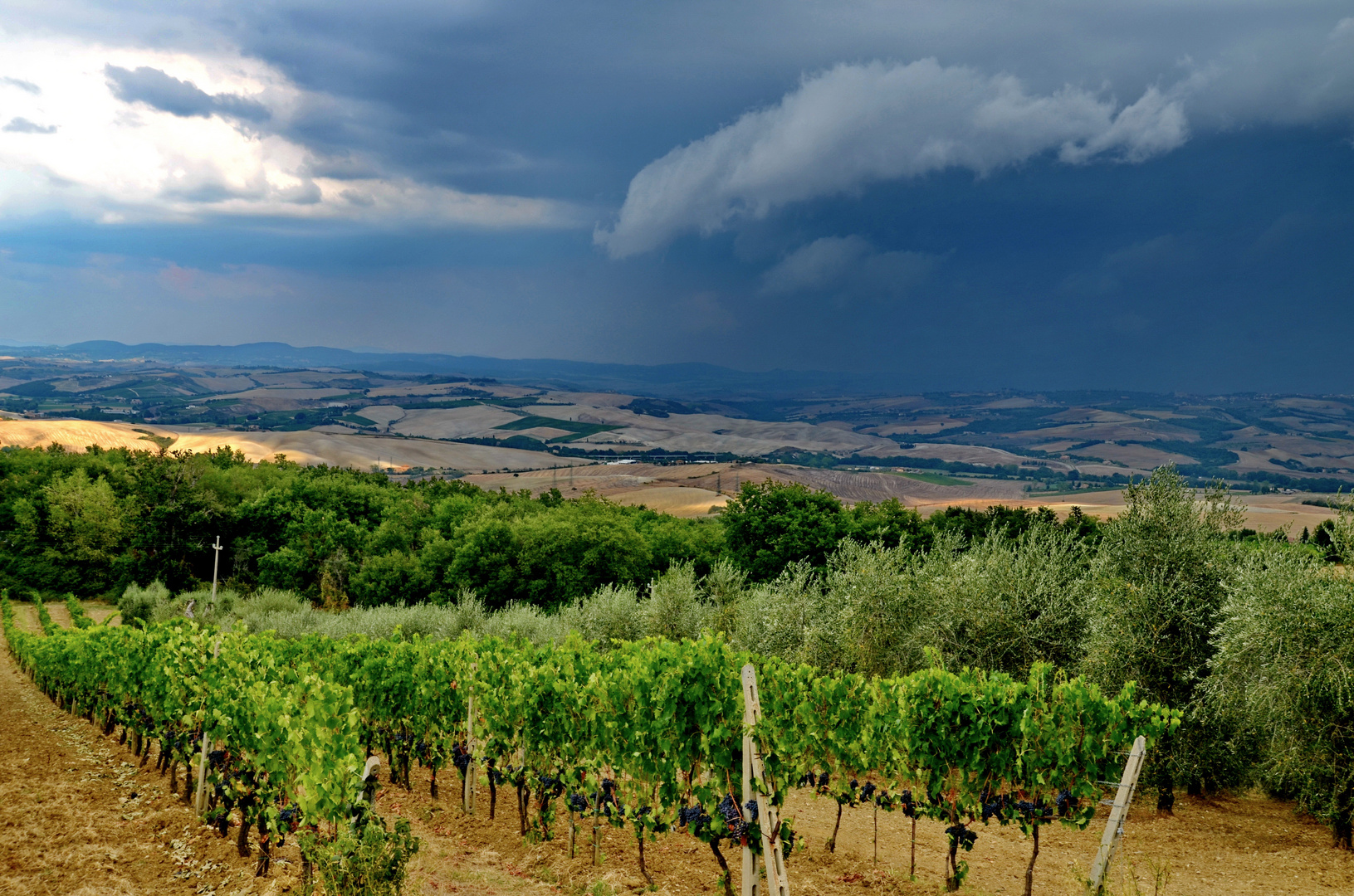 Im Land der Brunello-Weine