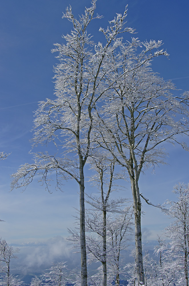 Im Land der Eiskönigin