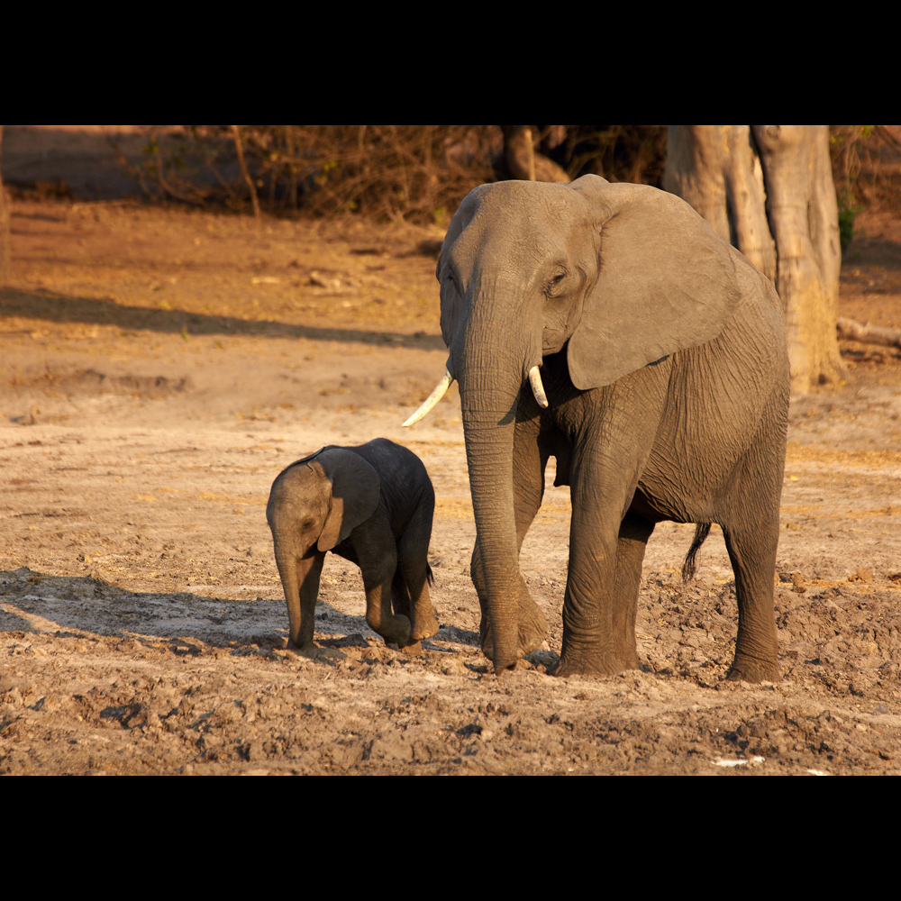 Im Land der Elefanten - Mutter und Kind