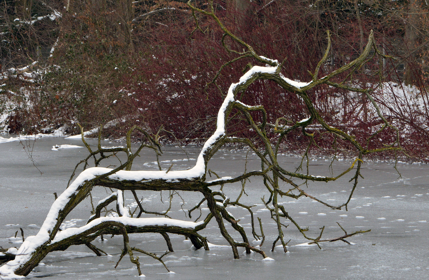 Im Land der Fabelwesen I