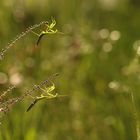 Im Land der Gottesanbeterinnen