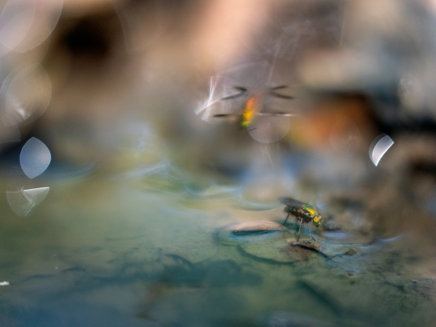 Im Land der Insekten