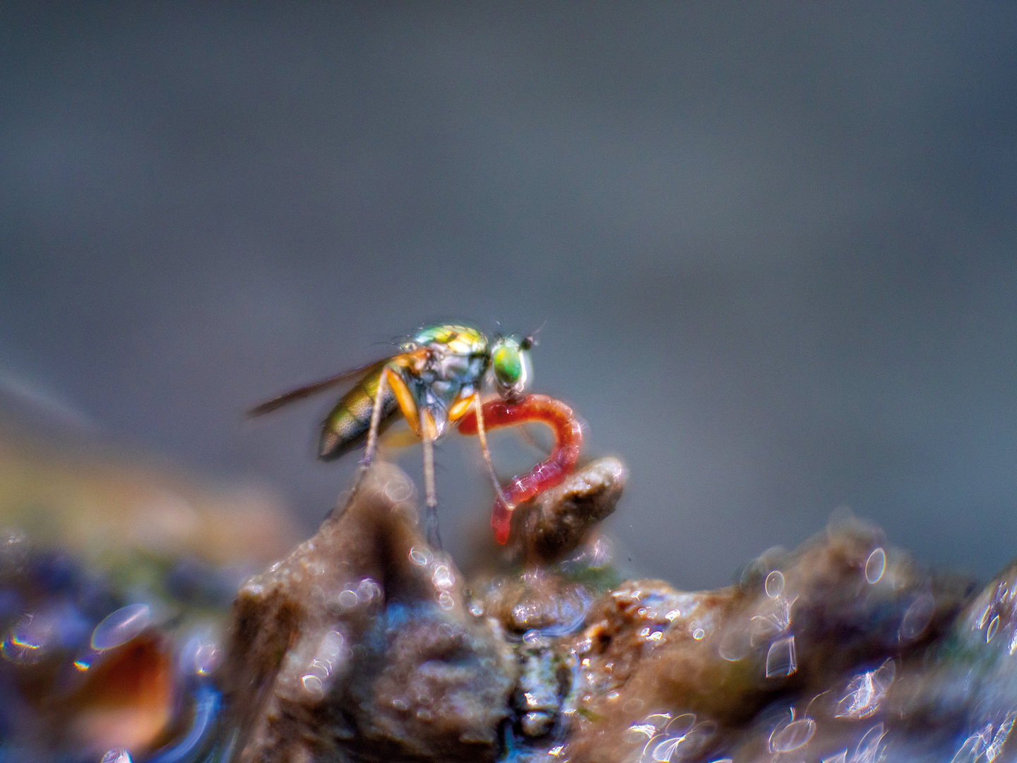 Im Land der Insekten