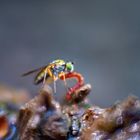 Im Land der Insekten