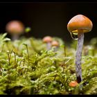 Im Land der kleinen Pilze