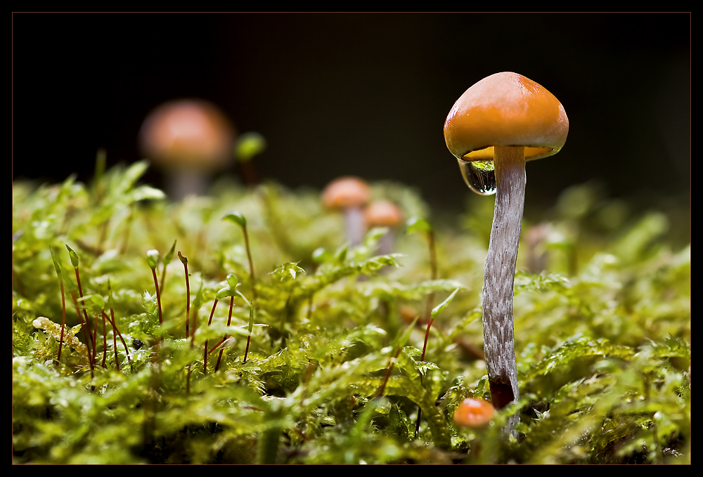 Im Land der kleinen Pilze