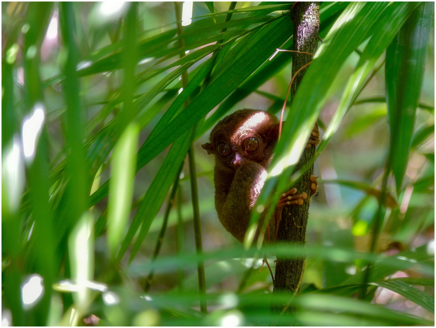 Im Land der Kobolde III  -  Tarsier