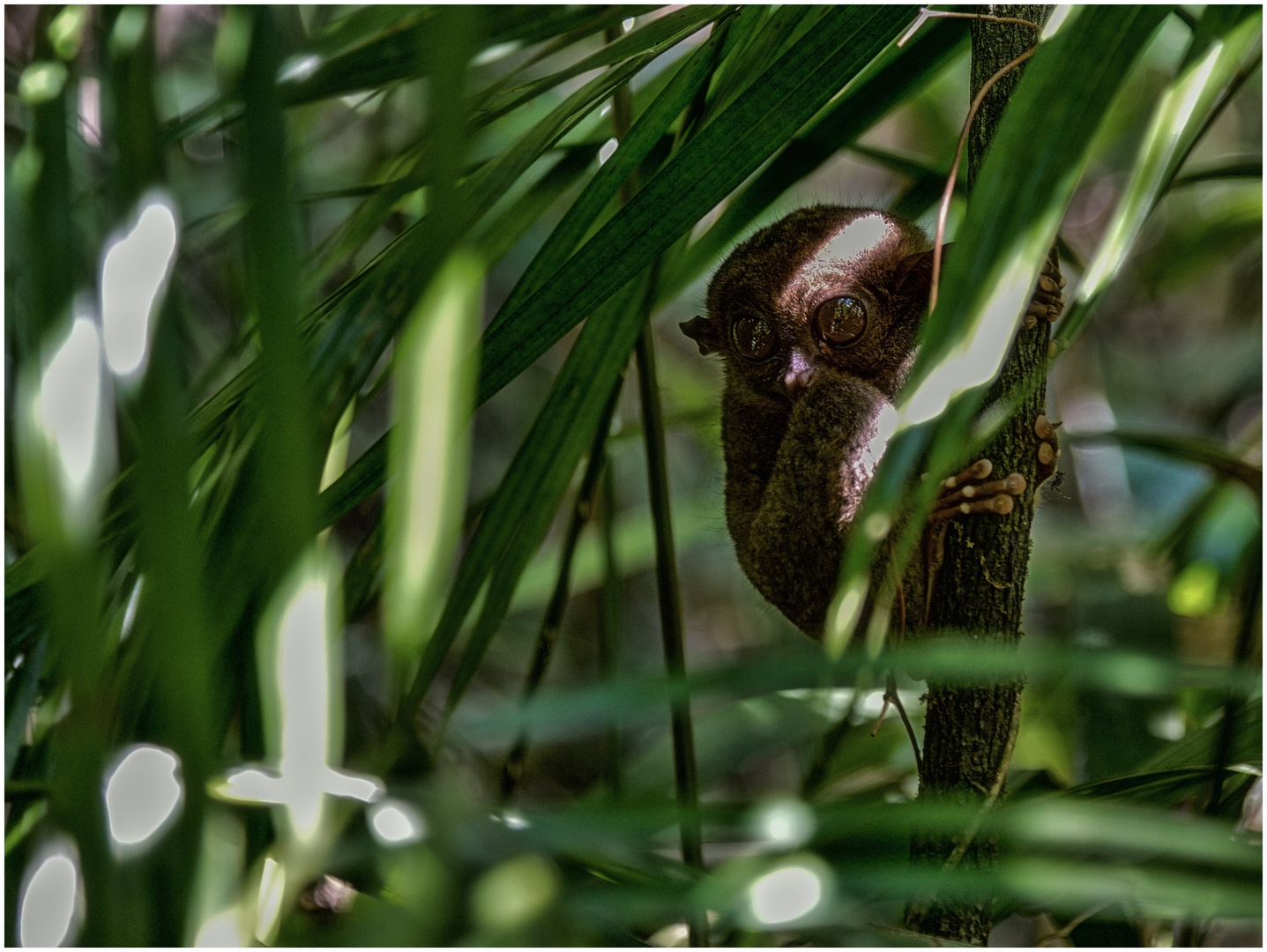 Im Land der Kobolde IV  -  Tarsier II