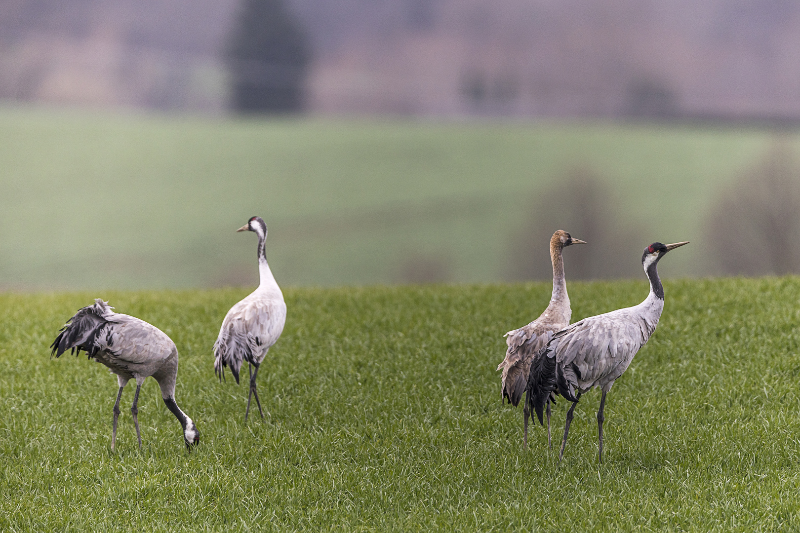 im Land der Kraniche (1)