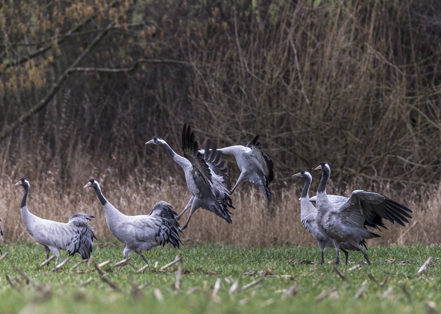 im Land der Kraniche (3 und 4)