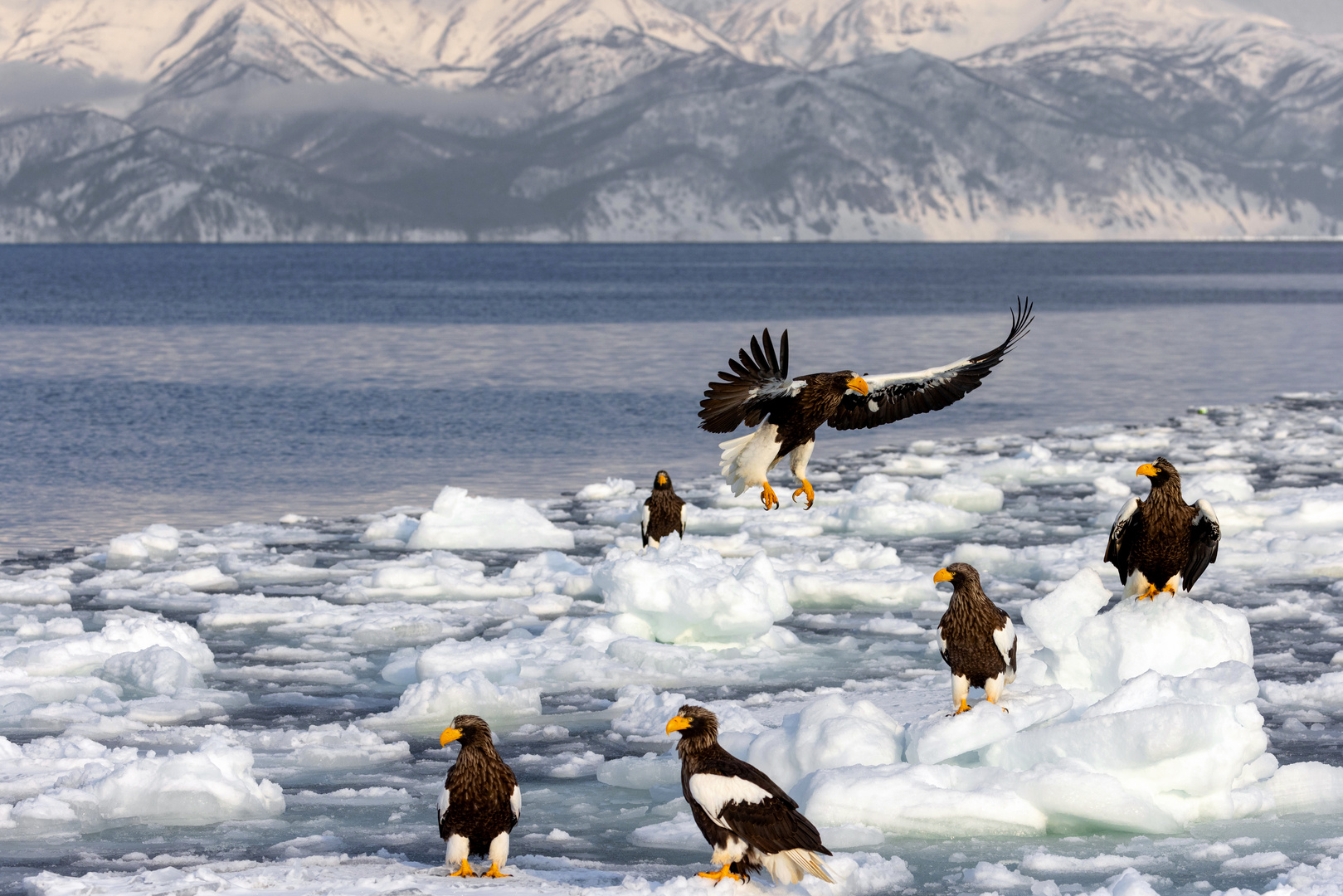 Im Land der Riesenseeadler