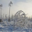 Im Land der Schneekönigin