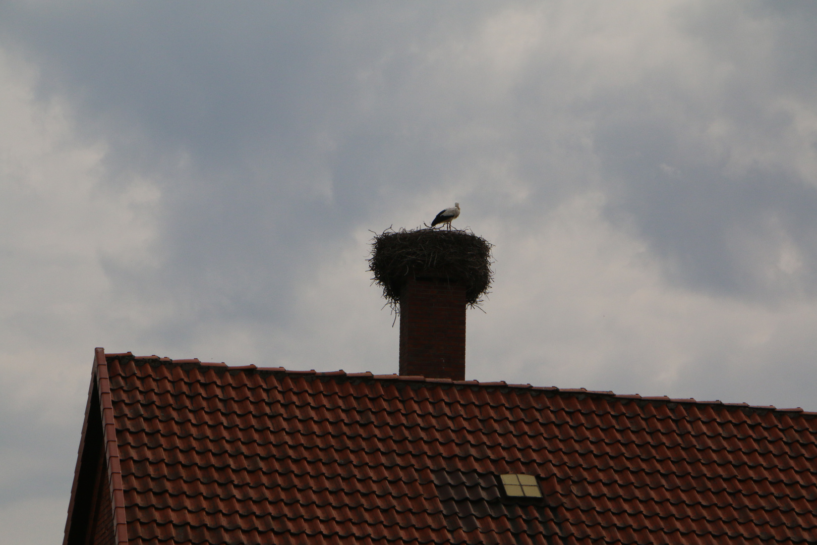 Im Land der Schornstörche