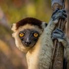 IM LAND DER SIFAKAS 