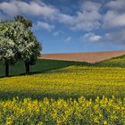 Im Land der tausend Hügel