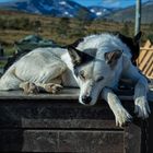 Im Land der Trolle [17] - Warten auf den Winter