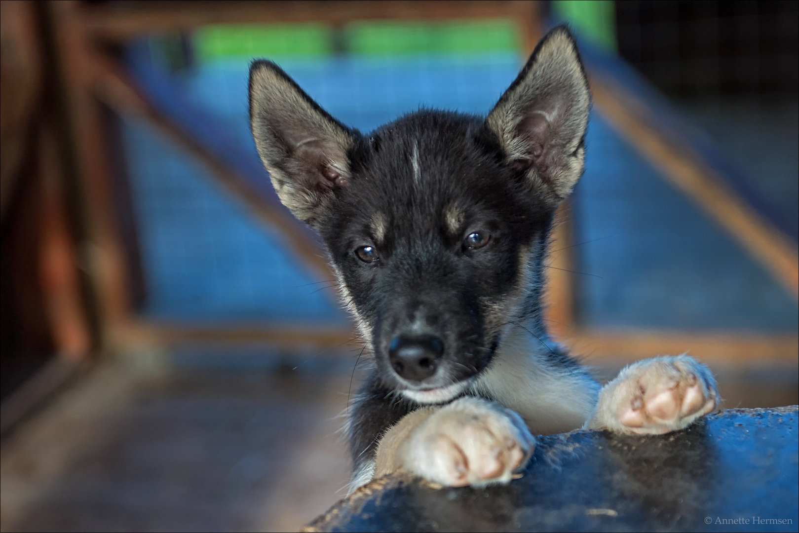 Im Land der Trolle [30] - Wenn ich groß bin werde ich Schlittenhund