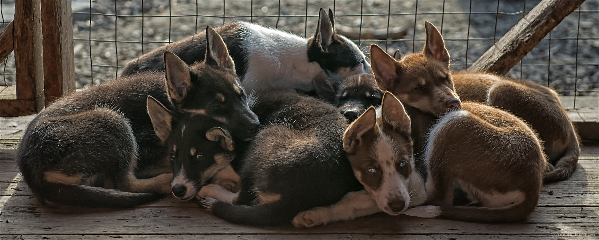 Im Land der Trolle [34] - Hundehaufen