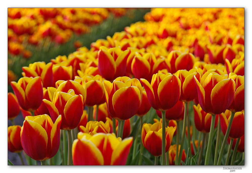 Im Land der Tulpen ...