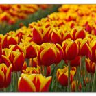 Im Land der Tulpen ...