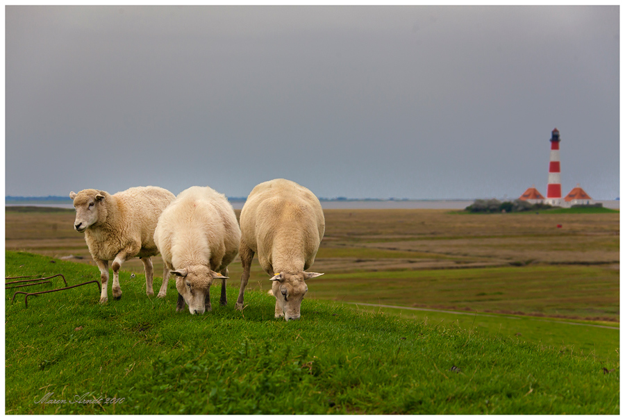 Im Land der vielen Schafe ...