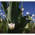 Im Land der weißen Tulpen