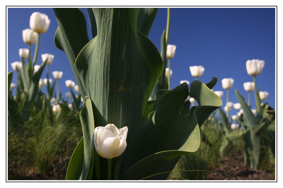 Im Land der weißen Tulpen