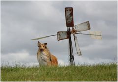 im Land der Windmühlen