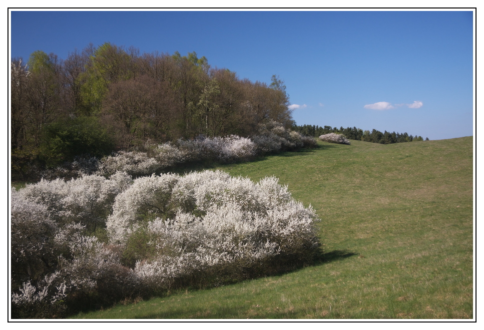 Im Land des Frühlings