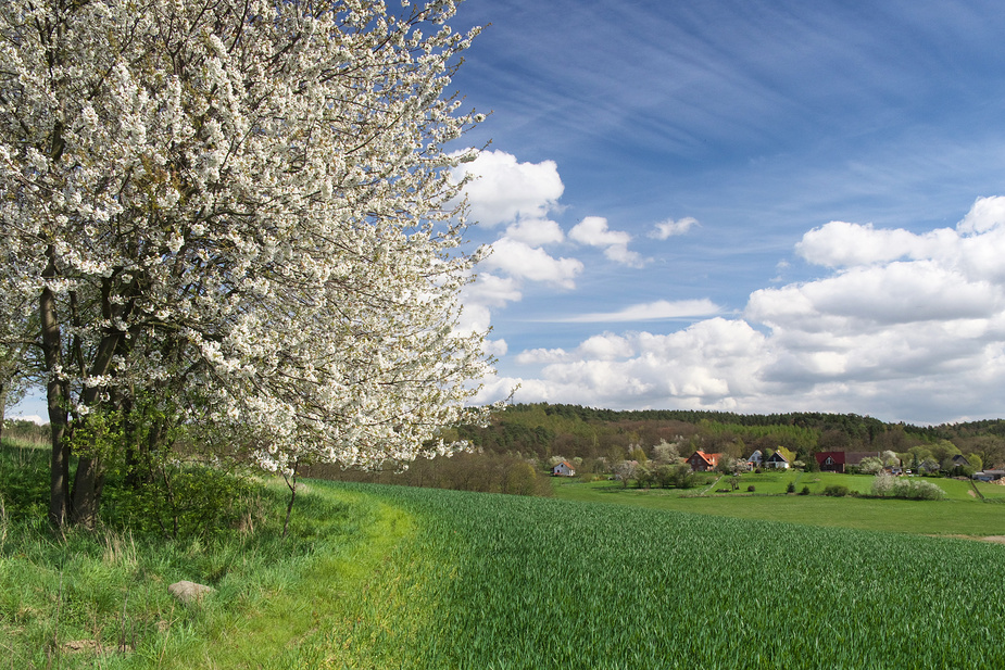 Im Land des Frühlings