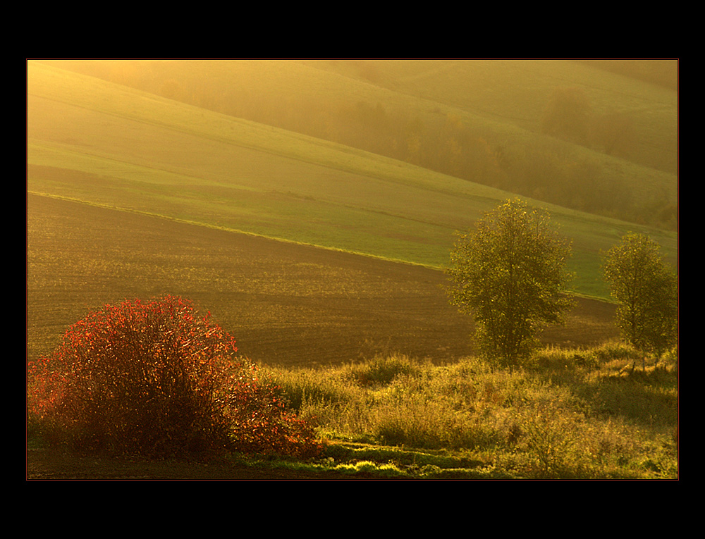 Im Land des goldenen Lichts...