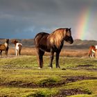 Im Land des Regenbogens