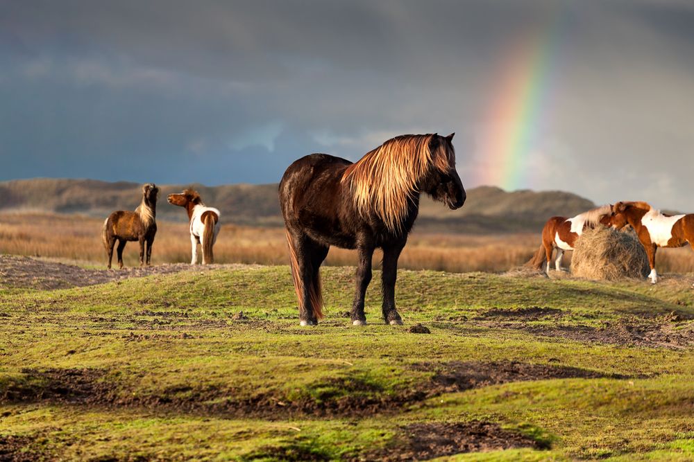 Im Land des Regenbogens