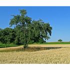 Im Land von Brot und Schatten