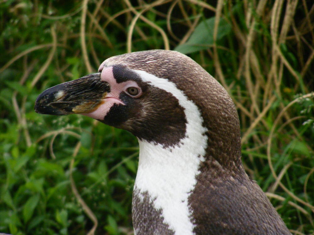 Im Landauer Zoo