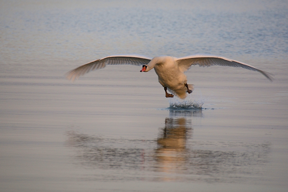 im Lande - Anflug