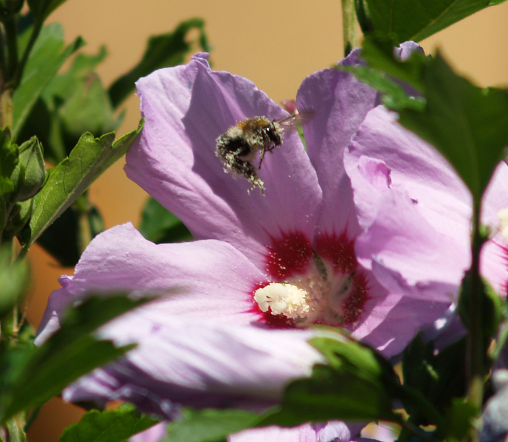 Im Landeanflug auf Hibiskus