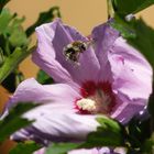 Im Landeanflug auf Hibiskus