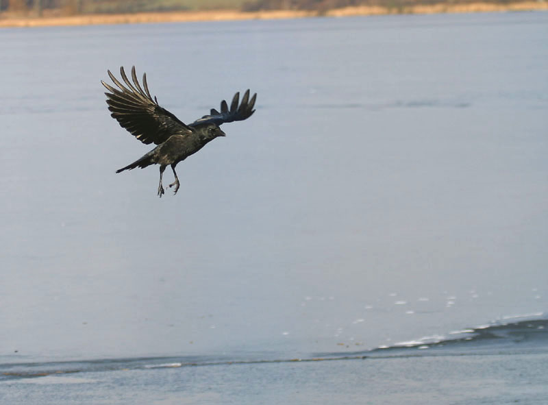 " Im Landeanflug"