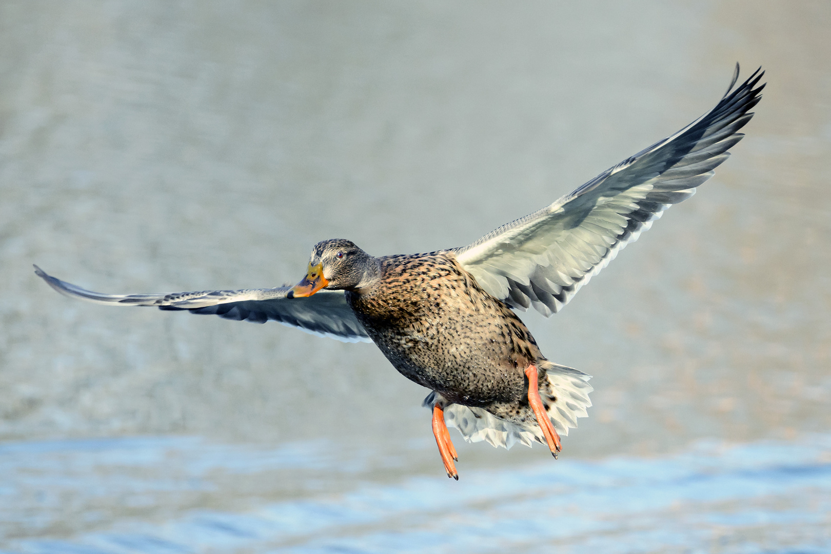 Im Landeanflug...