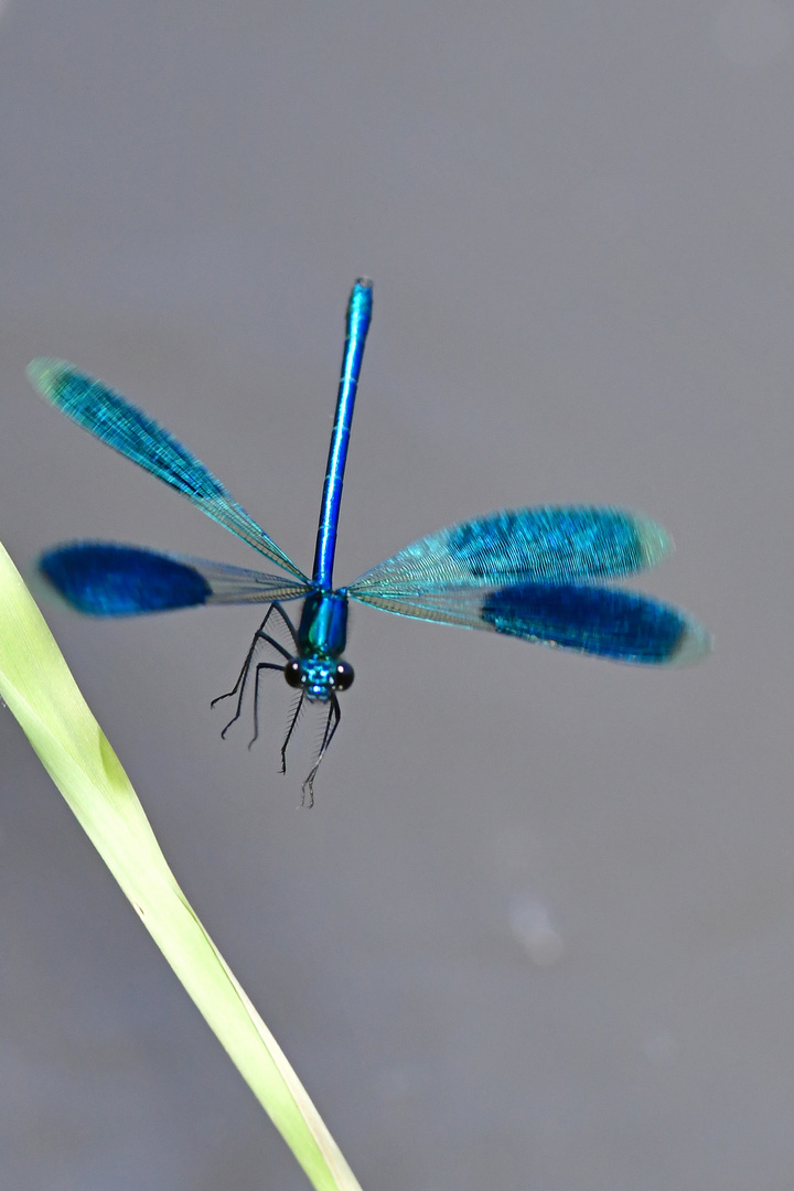 Im Landeanflug: Gebänderte Prachtlibelle (Calopteryx splendens)