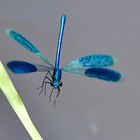 Im Landeanflug: Gebänderte Prachtlibelle (Calopteryx splendens)