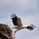 Im Landeanflug ... (Storchendorf Holzen/Kandern)